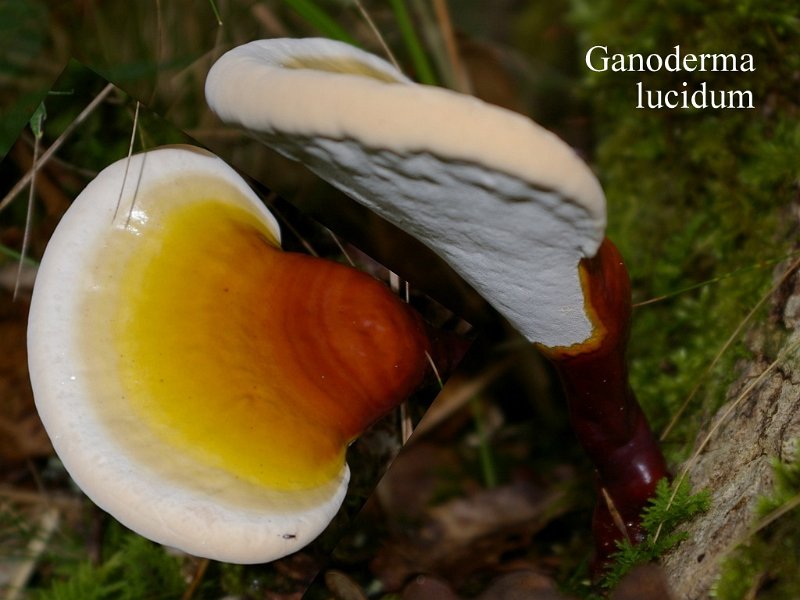 Ganoderma lucidum-amf818.jpg - Ganoderma lucidum ; Syn1: Fomes japonicus ; Syn2: Placodes lucidum ; Nom français: Ganoderme luisant